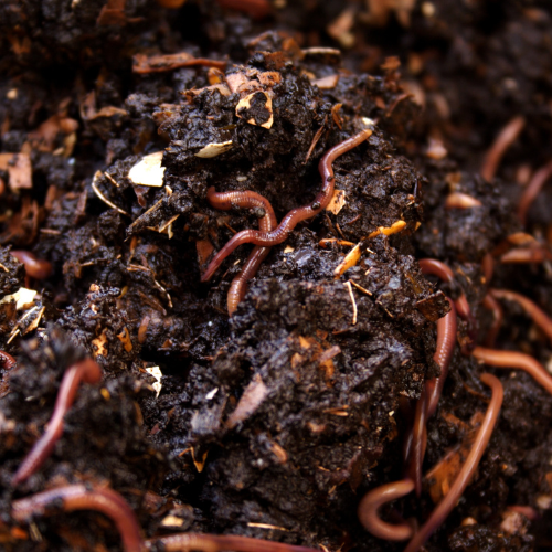 Vermi Composting
